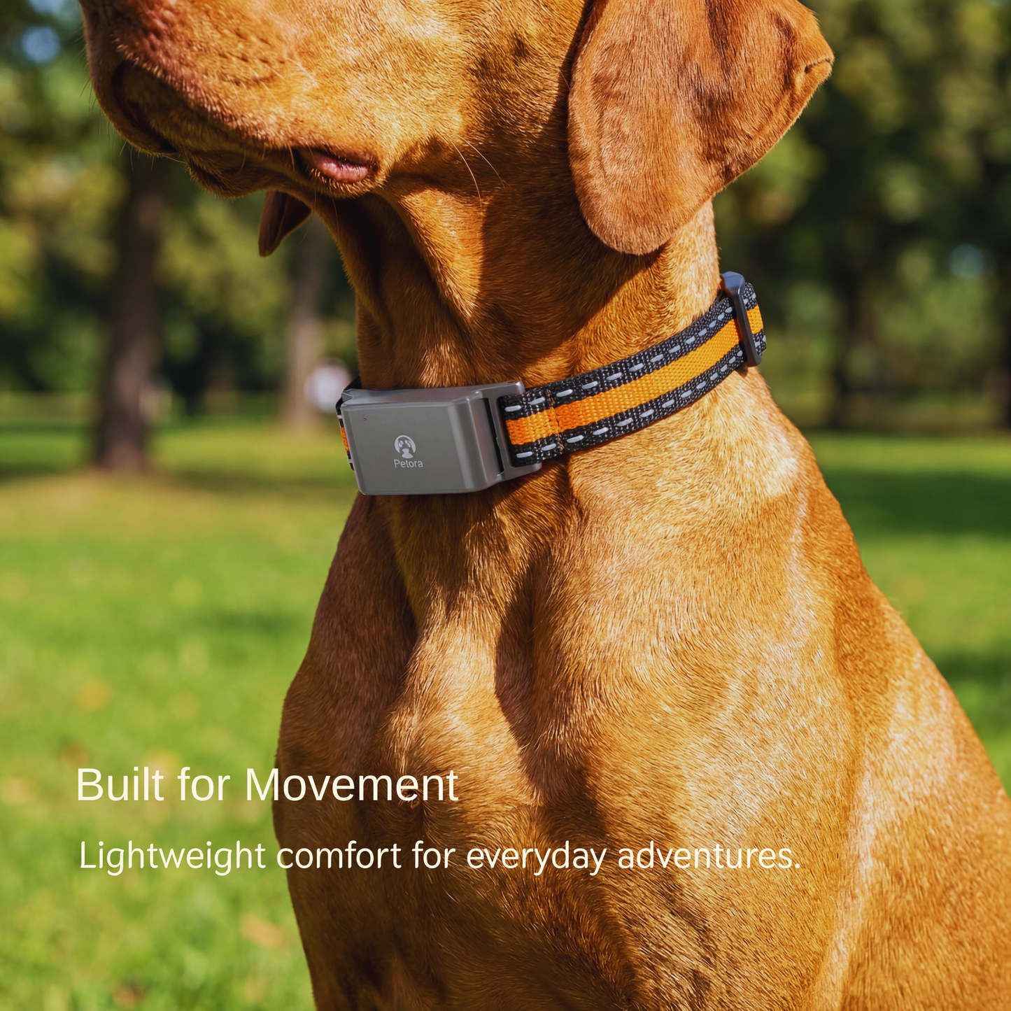 Petora™ Smart GPS Collar - Live Tracking & Safe Zones