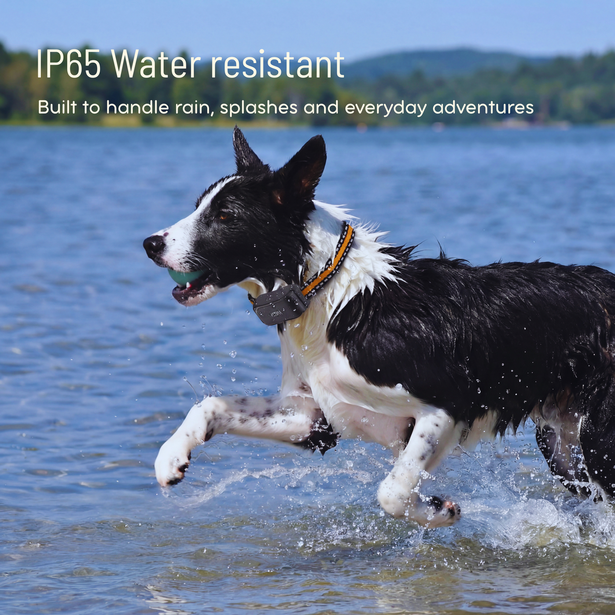 Petora™ Smart GPS Collar - Live Tracking & Safe Zones